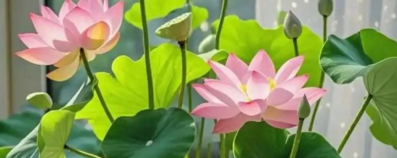 大量西红柿如何长期储存，放到恒温储存室里面进行存储