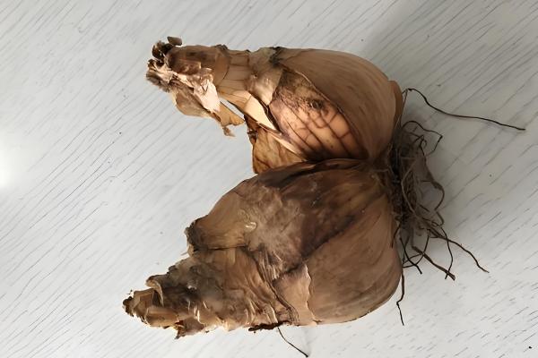 四季草莓能不能一年四季都结果，一年可连续开花多次结果