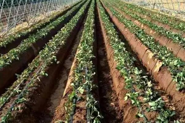 四季草莓能不能一年四季都结果，一年可连续开花多次结果