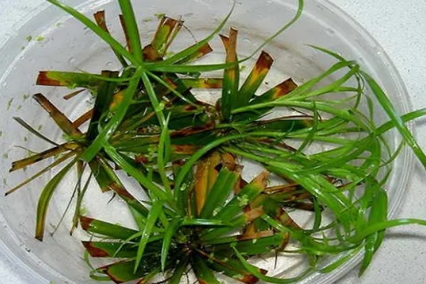 四季草莓能不能一年四季都结果，一年可连续开花多次结果