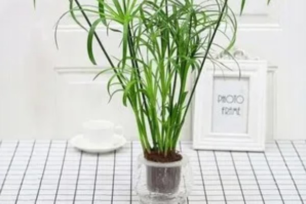 四季草莓能不能一年四季都结果，一年可连续开花多次结果