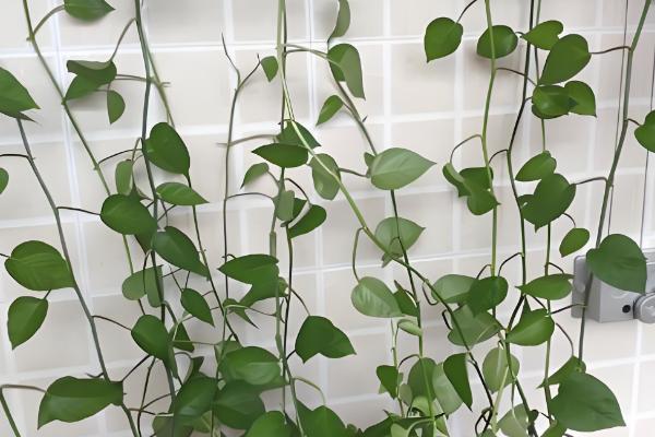 四季草莓能不能一年四季都结果，一年可连续开花多次结果