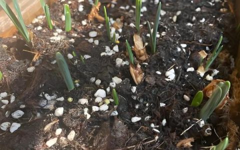 伞竹的养殖方法及光照需求，需置于阳光充足的环境中养护