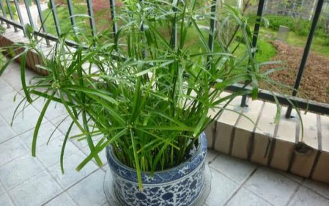金边虎尾兰能否在家养护，养在家里可有效吸收有害气体