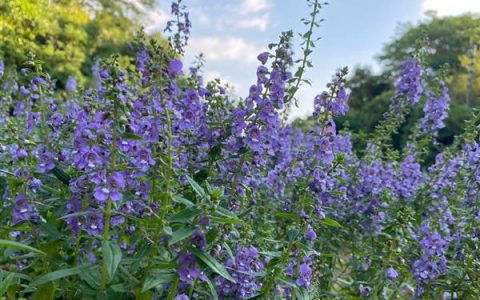 香彩雀养殖方法，喜湿润环境生长技巧