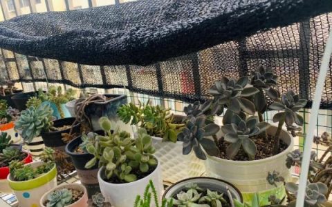 养蜂换王的好处：新王繁殖能力更强，提升蜂群产量