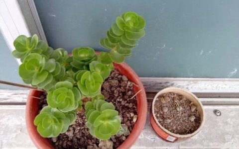 牛吃土是怎么回事？是患上了一种代谢紊乱疾病