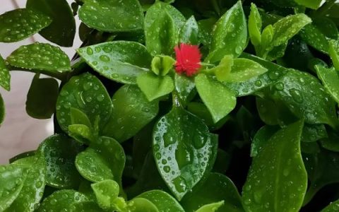 怀川916小麦在商丘试验点亩产突破650公斤创高产纪录