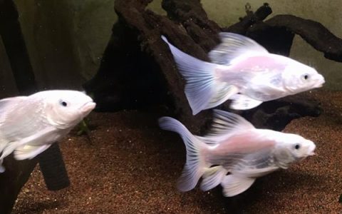 蝴蝶鲤的原产地及中亚细亚的分布情况