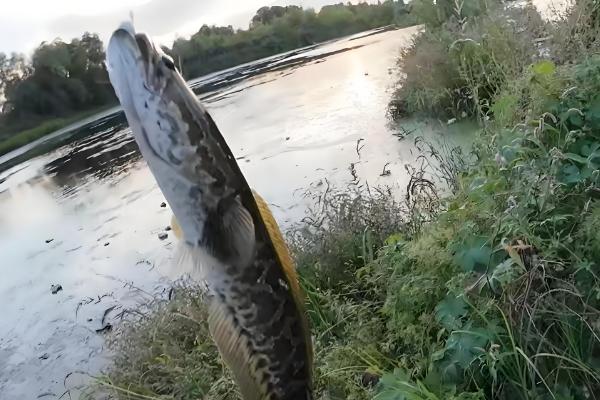 繁星花好不好养，属于好养的花卉