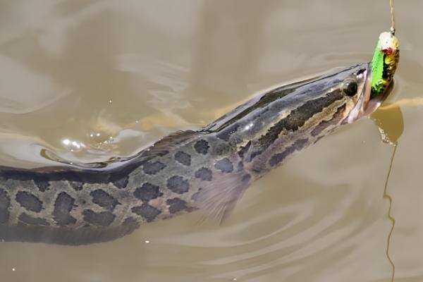 繁星花好不好养，属于好养的花卉