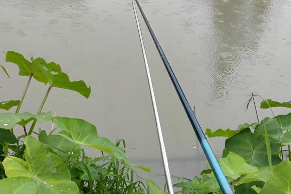 繁星花好不好养，属于好养的花卉