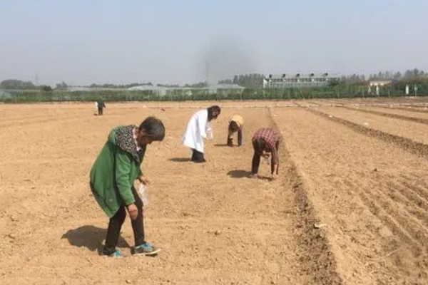 玉米雄花受到蚜虫危害怎么办，喷施氧化乐果等药物具有防效