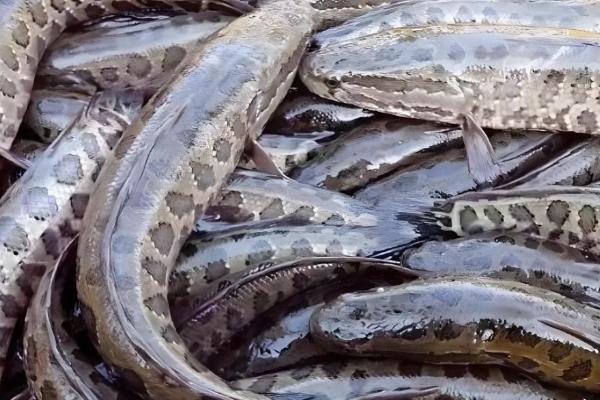 玉米雄花受到蚜虫危害怎么办，喷施氧化乐果等药物具有防效