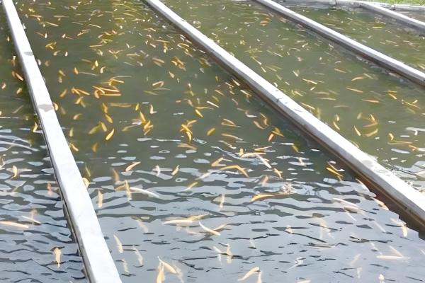 玉米雄花受到蚜虫危害怎么办，喷施氧化乐果等药物具有防效