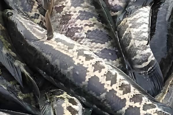 荼蘼的常见病虫害，常见炭疽病、蚜虫等类型