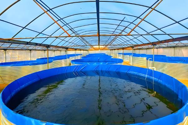 鲜花多久换一次水，每天都要换水