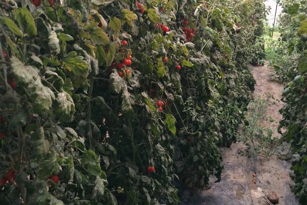 小丑鱼什么时候才能繁殖，养殖7-8月及以上便具备繁殖能力