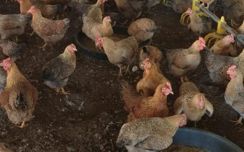 蛋鸡脱毛的原因，可能是管理不当所致