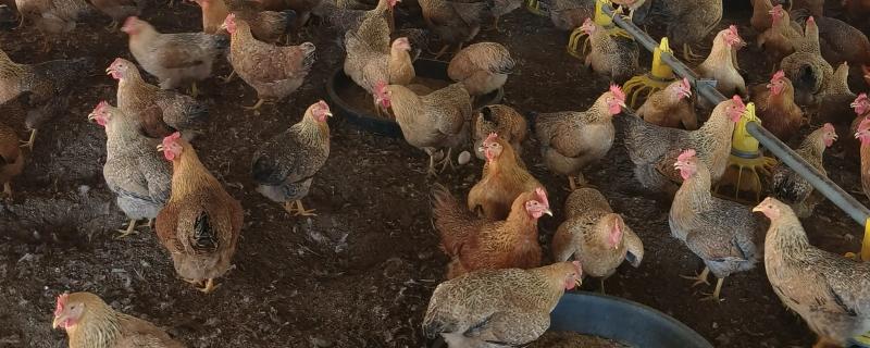 蛋鸡脱毛的原因，可能是管理不当所致