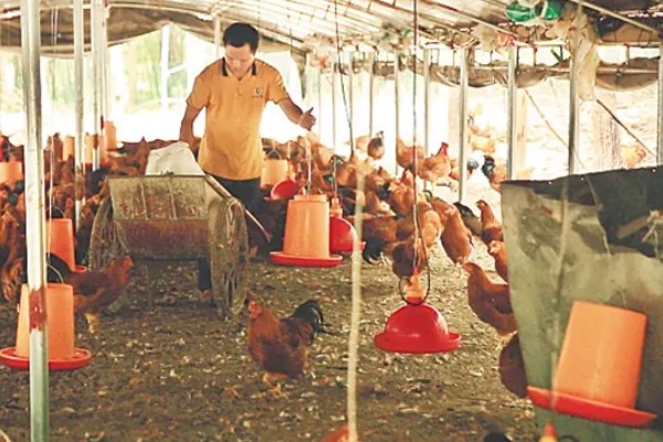 蛋鸡脱毛的原因，可能是管理不当所致