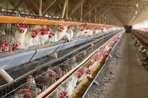 蛋鸡脱毛的原因，可能是管理不当所致