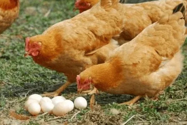 蛋鸡脱毛的原因，可能是管理不当所致