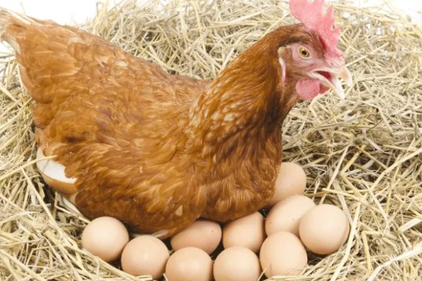 蛋鸡脱毛的原因，可能是管理不当所致