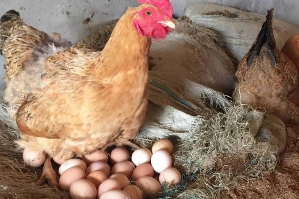 蛋鸡脱毛的原因，可能是管理不当所致