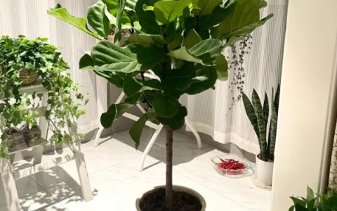 为什么琴叶榕不长新叶，可能是天气原因所致