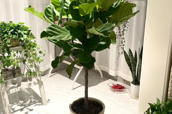 为什么琴叶榕不长新叶，可能是天气原因所致