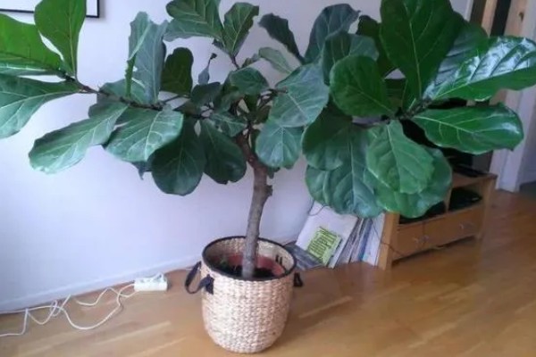 为什么琴叶榕不长新叶，可能是天气原因所致