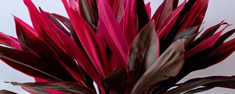 为什么琴叶榕不长新叶，可能是天气原因所致