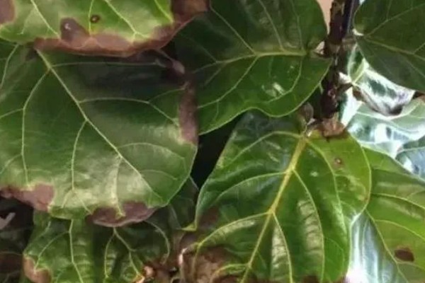 为什么琴叶榕不长新叶，可能是天气原因所致