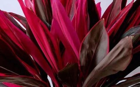 红朱蕉水培方法及每周换水技巧