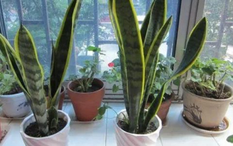 虎尾兰简介：著名观叶植物的特性与养护知识