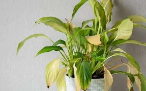 芸豆打顶原因：促进侧枝分化与发育，提高产量