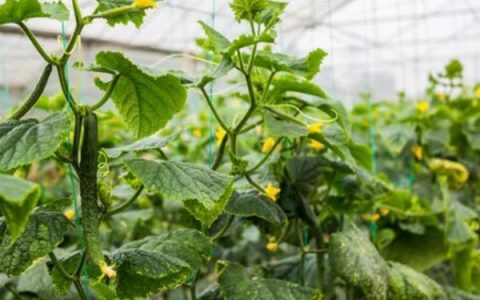 有哪些常绿植物，常见绿萝、仙人掌、平安树等品种