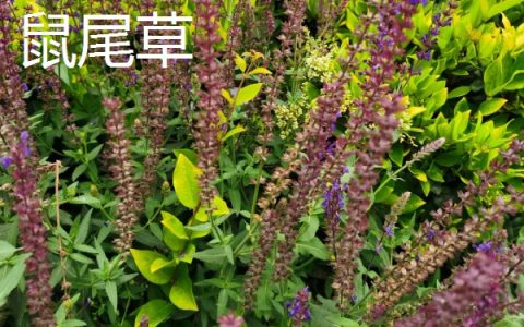 金鱼区分公母的方法，繁殖期母鱼腹部微鼓显特征