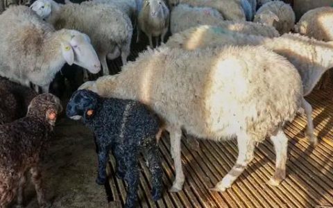 渝单23号玉米品种简介：出苗至成熟140.5天，高产稳产抗病