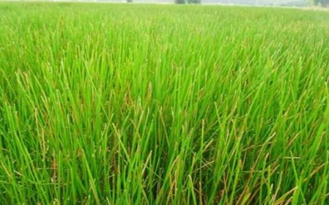 贵单8号（贵农5918）玉米品种特性及夏播适宜时间