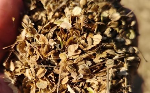 金丰捷903GX玉米种子介绍，亩播4500株高产种植指南