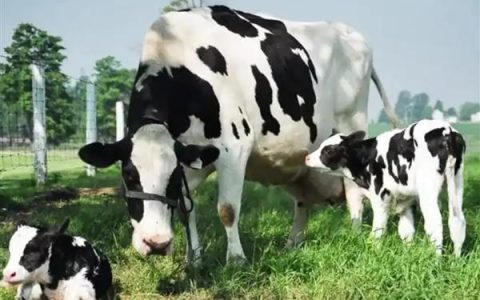 猫得了猫藓怎么办，需对病猫环境进行彻底消毒