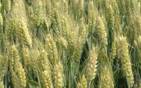 津麦5038小麦种子特点及中抗叶锈病优势详解