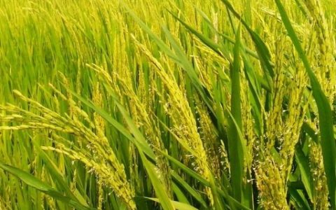 振优382水稻种子介绍及螟虫防治要点