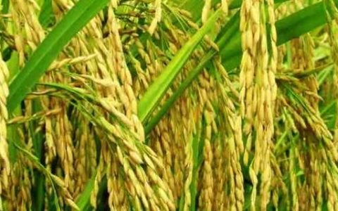 协禾优9085水稻品种特性及中抗稻瘟病抗性评价