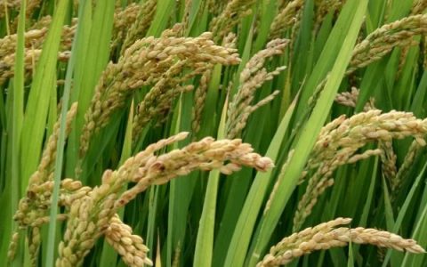 登海正粮18小麦品种特性及适宜播种期10月上中旬种植指南