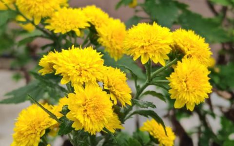 振兴两优巴斯水稻种子特征特性及秧田亩播种量10.0千克