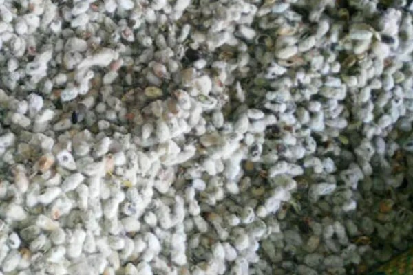 米兰怎么养殖，春秋两季每隔2-5天浇一次水