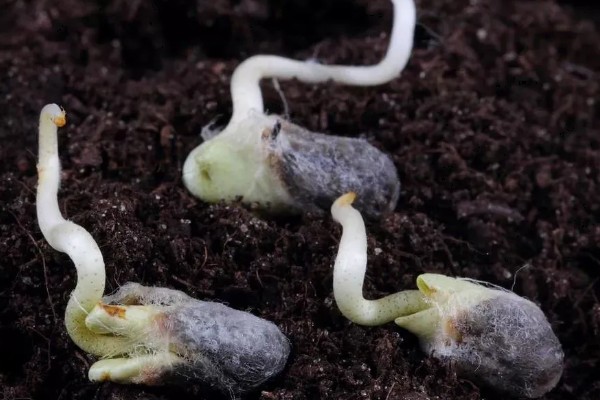 米兰怎么养殖，春秋两季每隔2-5天浇一次水